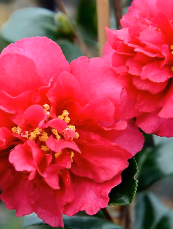 Bonanza Camellia