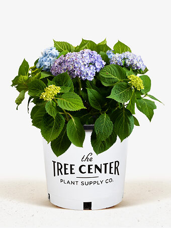 All Summer Beauty Hydrangea