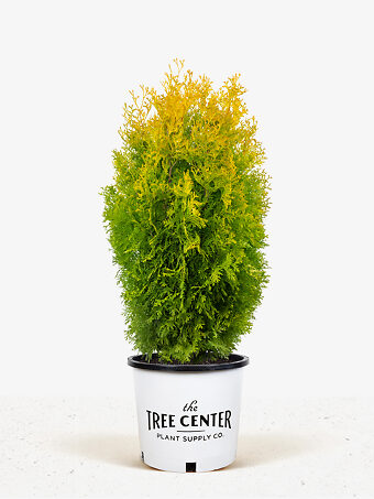 Amber Gold Arborvitae