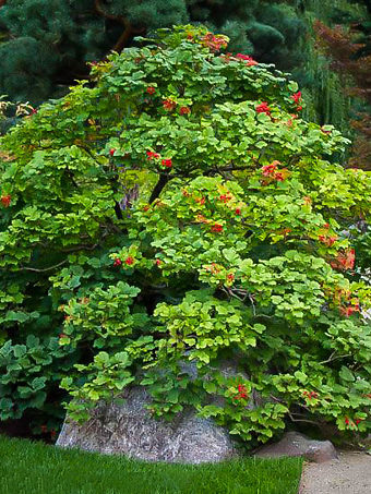 American Cranberry Viburnum