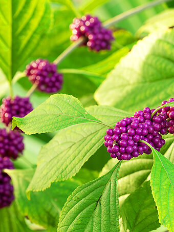 American Beautyberry