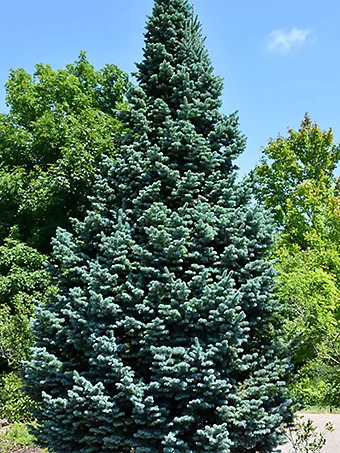 Dwarf Blue Arizona Fir