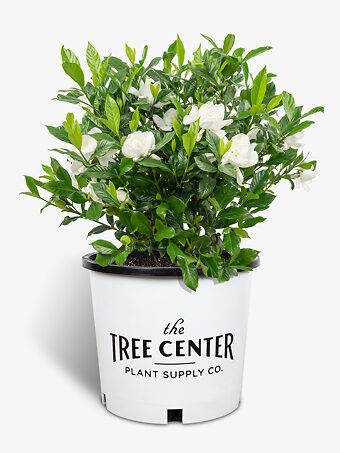 August Beauty Gardenia