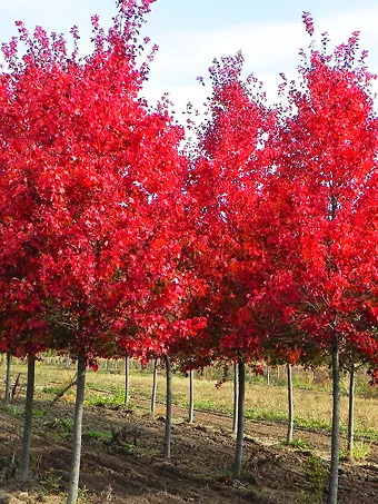 Autumn Flame Red Maple