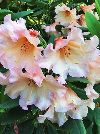 Autumn Gold Rhododendron
