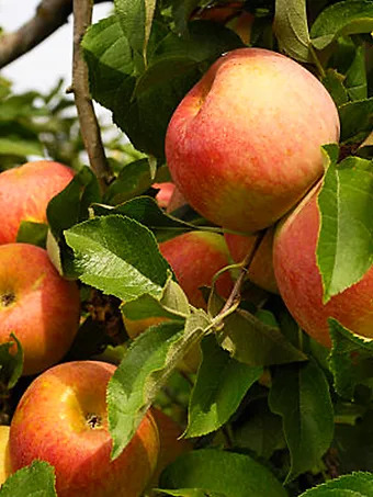 Aztec Fuji Apple Tree
