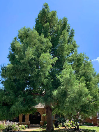 Bald Cypress Tree