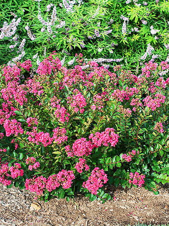 Bellini® Raspberry Crape Myrtle
