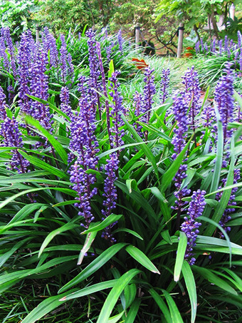 Big Blue Liriope
