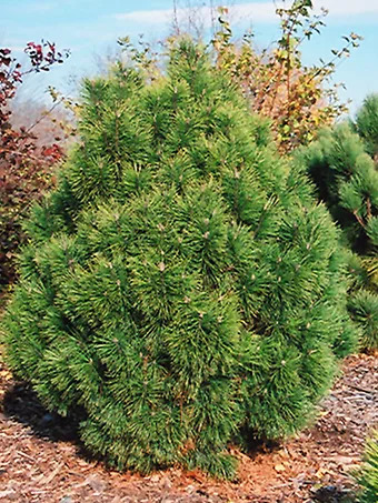 Big Tuna Mugo Pine