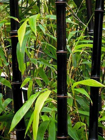 Black Bamboo
