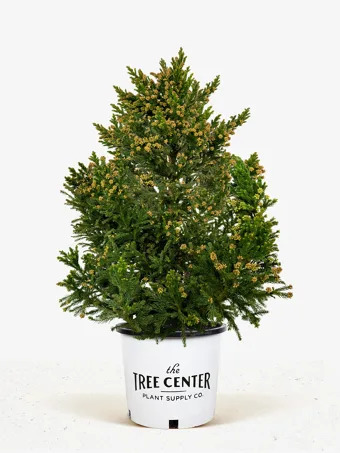 Black Dragon Cryptomeria Japanese Cedar