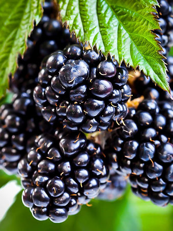 Ouachita Thornless Blackberry Bush