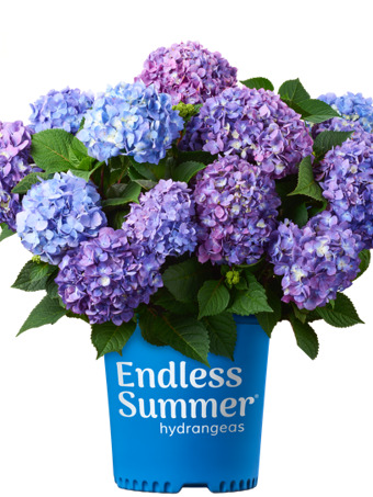 Bloomstruck® Hydrangea