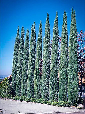 Blue Italian Cypress