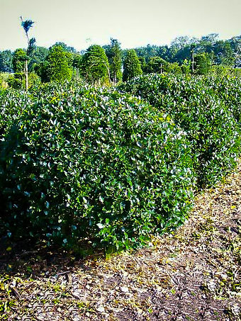Blue Prince Holly