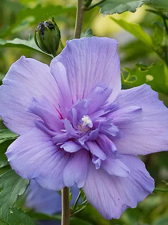 Blue Chiffon® Hibiscus