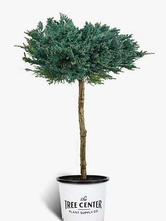 Blue Chip Juniper Tree Form