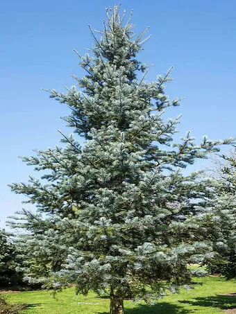 Blue Cloak White Fir