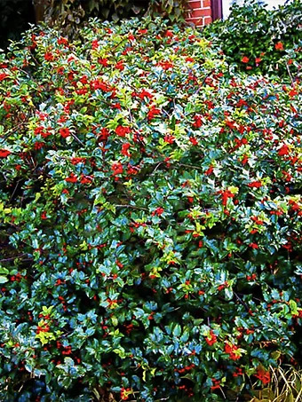 Blue Prince and Princess Combo Holly Bush