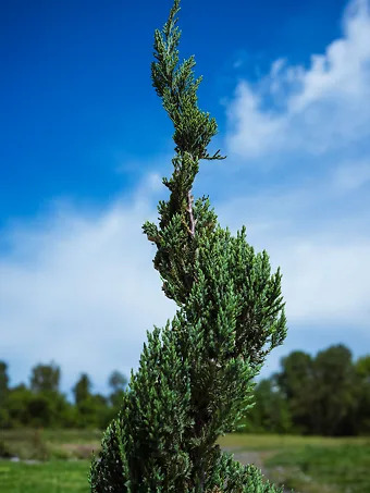 Spiral Blue Point Juniper