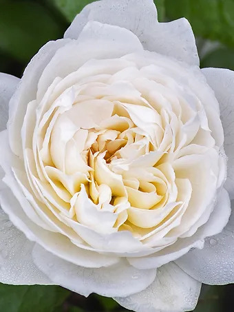 Bolero™ Rose - Tree Form
