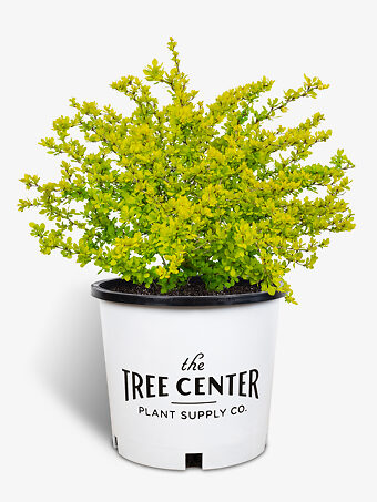 Bonanza Gold Barberry