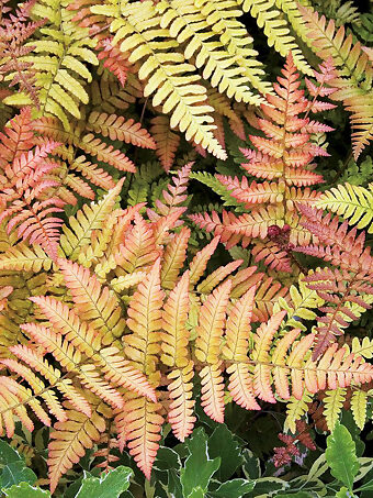 Brilliance Autumn Fern
