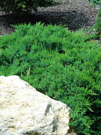 Broadmoor Juniper
