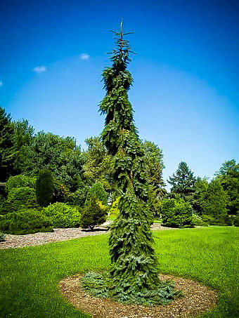 Bruns Weeping Serbian Spruce