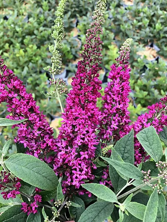 Lo & Behold® Ruby Chip Butterfly Bush
