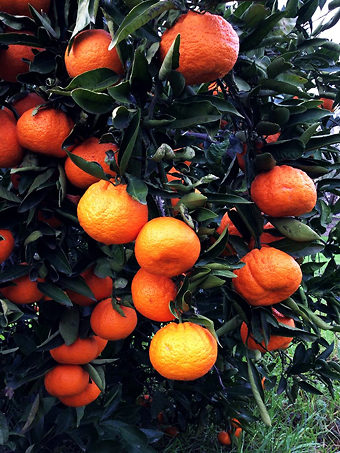 Bumper Satsuma Mandarin