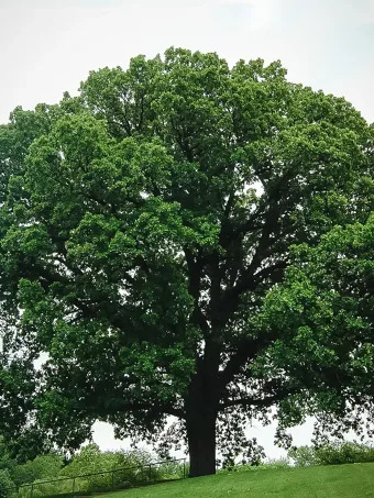 Bur Oak Tree