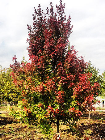 Burgundy Belle Red Maple