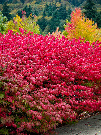 Dwarf Compact Burning Bush