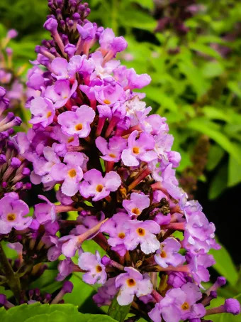 Flutterby Petite® Tutti Fruitti Butterfly Bush
