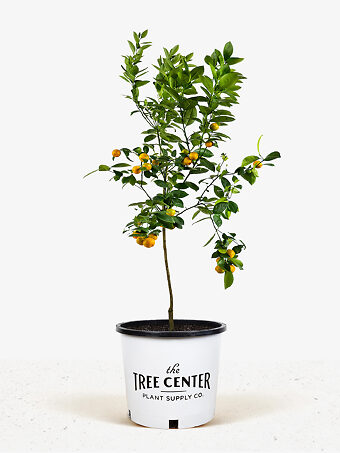 Calamondin Orange Tree