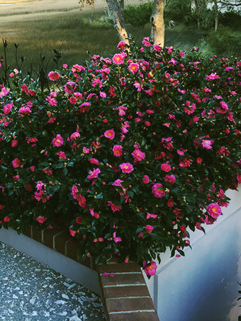Shi-Shi Gashira Camellia