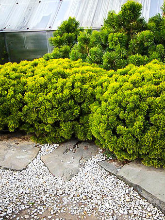 Carstens Wintergold Mugo Pine