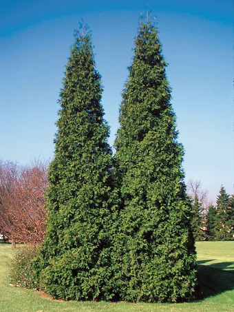 Spring Grove® Western Arborvitae