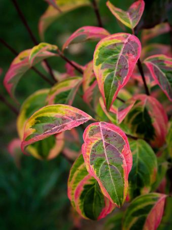 Celestial Shadow Dogwood Tree