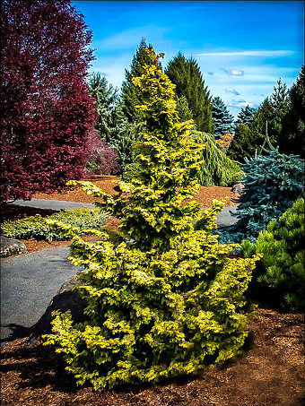 Confucius Hinoki Cypress
