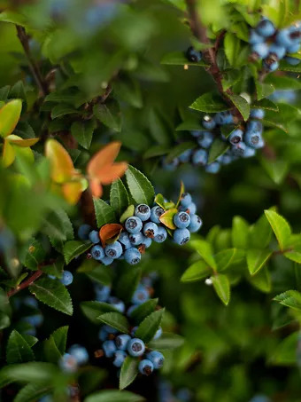 Chandler Blueberry