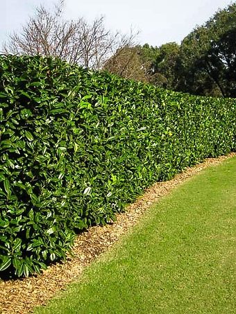 Dwarf English Cherry Laurel