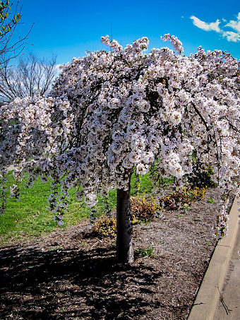Snow Fountains Weeping Cherry Tree