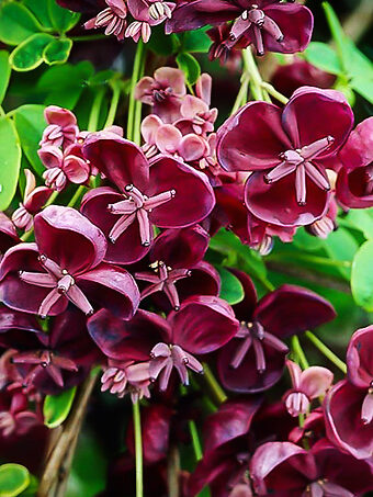 Chocolate Vine