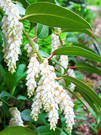 Coastal Leucothoe