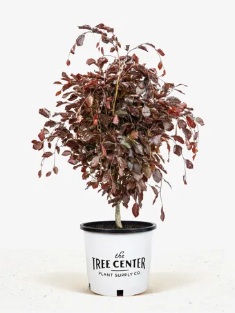 Columnar Purple Beech