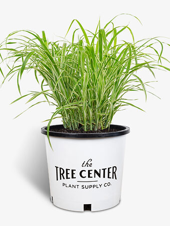Cosmopolitan Maiden Grass