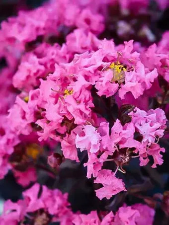 Shell Pink Black Diamond Crape Myrtle